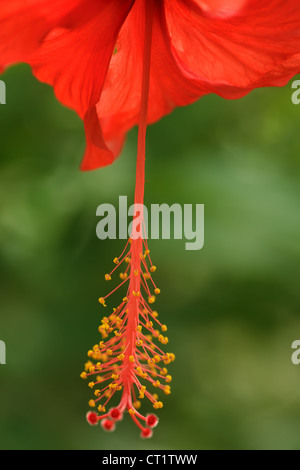 Red hibiscus flower macro shot Banque D'Images