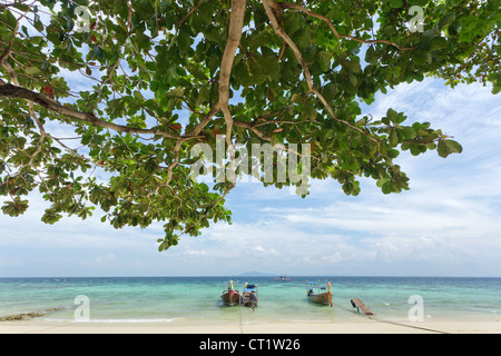 Rantee bay beach avec amandier Terminalia catappa et long tail boats, Ko Phi Phi, Thaïlande Banque D'Images
