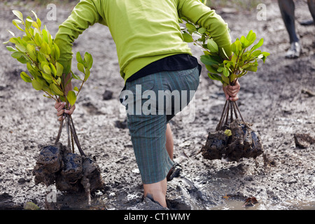 Homme marchant dans la boue pour planter les jeunes arbres de la mangrove, Satun, Thailande Banque D'Images