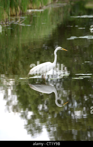 Grande Aigrette (Alternatives : Grande aigrette, héron blanc, aigrette commune) reflétant son image en petit lac Balaton, Hongrie Banque D'Images