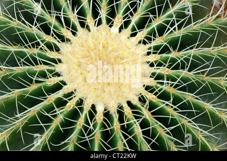 Close up sur big cactus vert coeur Banque D'Images