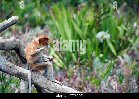 Labuk Bay Proboscis Proboscis Monkey, Monkey Sanctuary, Sabah, Bornéo, Malaisie Banque D'Images