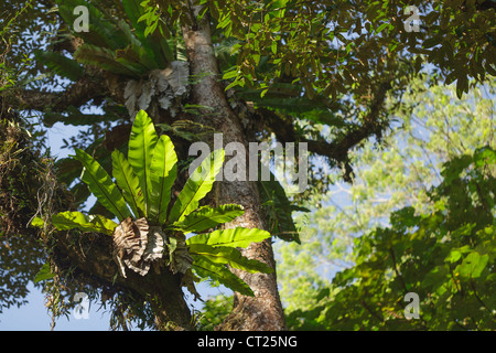 Nidus asplenium fougère épiphyte, growing on tree trunk, Malaisie rainforest Banque D'Images