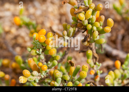 Le Zygophyllum fontanesii sur sable volcanique - Lanzarote, Canary Islands, Spain, Europe Banque D'Images