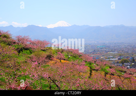 Peach Tree et Mt. Fuji au printemps, Yamanashi, Japon Banque D'Images