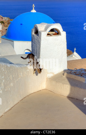 Chat sur le toit d'Oia, Santorin, Grèce Banque D'Images
