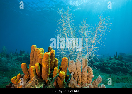 Tube jaune dans les éponges Aplysina fistularis, récifs coralliens, la mer des Caraïbes, la Dominique Banque D'Images