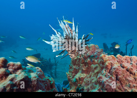 Poisson Lion Pterois volitans, envahissantes, la mer des Caraïbes, la Dominique Banque D'Images