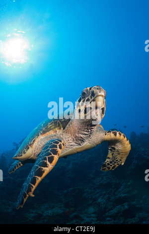 La tortue imbriquée, Eretmochelys imbriocota, mer des Caraïbes, la Dominique Banque D'Images