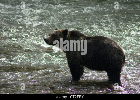 Ours grizzli (Ursus arctos) dans la région de Bella Coola (Colombie-Britannique) Banque D'Images