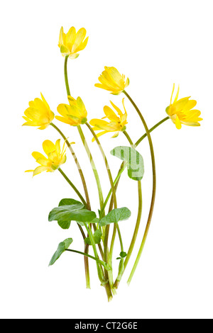 Chélidoine moindre jaune des fleurs au printemps isolé sur fond blanc Banque D'Images