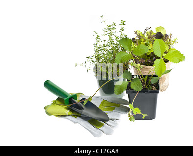 Plantes et plantules dans des pots avec des outils de jardinage isolated on white Banque D'Images