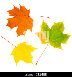 Les feuilles d'automne jaune isolé sur fond blanc Banque D'Images