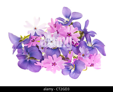 Arrangement de fleurs violettes mauve et moss rose isolé sur fond blanc Banque D'Images