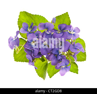 Arrangement de pourpre violette sauvage avec des feuilles isolées sur fond blanc Banque D'Images