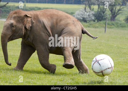 Trois ans éléphant asiatique Donna joue avec un football géant fournie par ses gardiens au ZSL zoo de Whipsnade. Banque D'Images