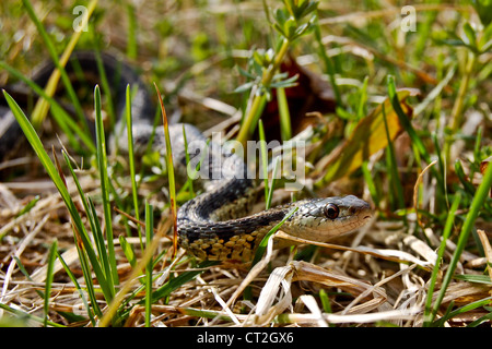 Couleuvre rayée (Thamnophis sirtalis) Banque D'Images