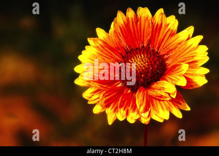 Photographie d'un Gaillardia aristata (blanketflower ou firewheel), qui a été photographié à Vista, en Californie. Banque D'Images