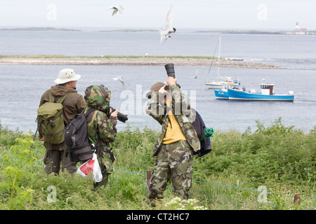 Les photographes d'être attaqué par les Sternes arctiques à l'intérieur des Iles Farne Banque D'Images