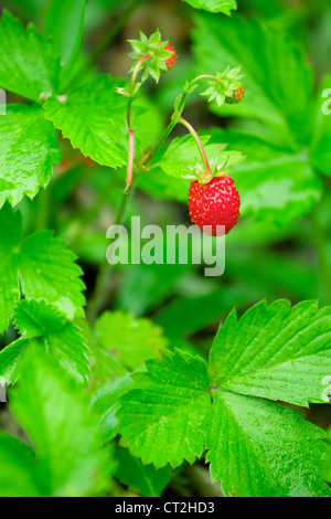 Libre de baies mûres de fraise sauvage Banque D'Images