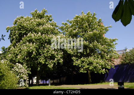 Des arbres contre un ciel bleu Banque D'Images