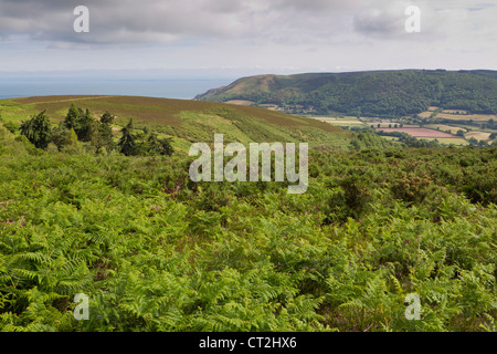 Avis de Halse Combe et estuaire du Severn, Somerset, Royaume-Uni en juin. Banque D'Images