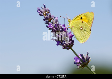 Un papillon jaune assombrie se nourrissent d'une fleur de lavande sauvage. Banque D'Images