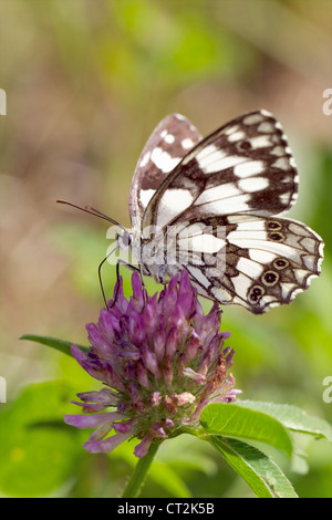 Un papillon blanc marbré se nourrissent d'une fleur de trèfle rouge. Banque D'Images