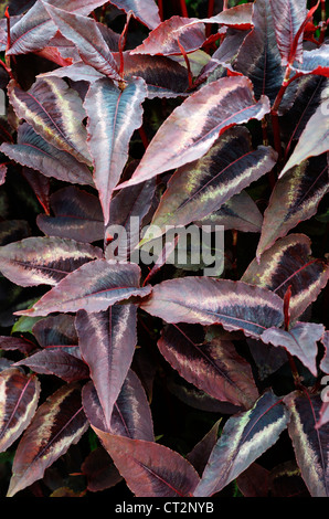 Persicaria microcephala dragon rouge, Banque D'Images