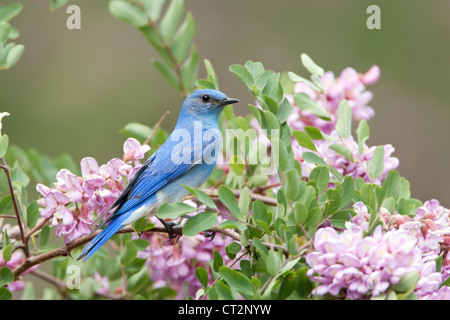 Montagne Bluebird perchée dans Rose Locust fleurs fleurs oiseau ornithologie nature Banque D'Images