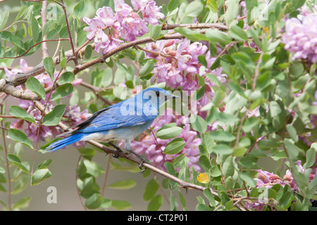 Montagne Bluebird perchée dans Rose Locust fleurs fleurs oiseau ornithologie nature Banque D'Images