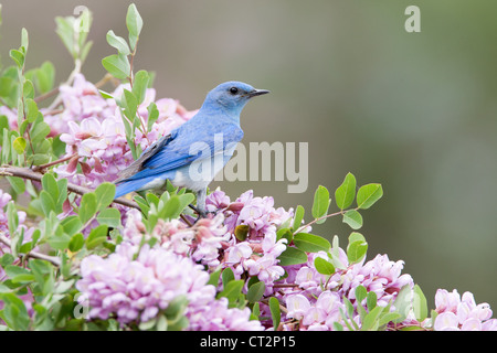 Montagne Bluebird perchée dans Rose Locust fleurs fleurs oiseau ornithologie nature Banque D'Images