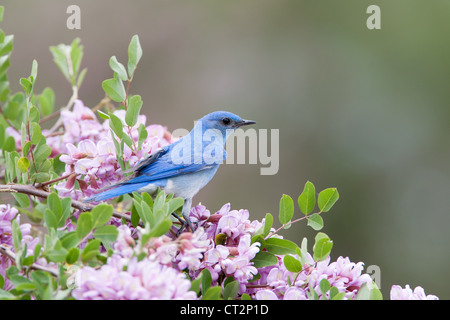 Montagne Bluebird perchée dans Rose Locust fleurs fleurs oiseau ornithologie nature Banque D'Images