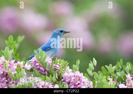 Montagne Bluebird perchée dans Rose Locust fleurs fleurs oiseau ornithologie nature Banque D'Images