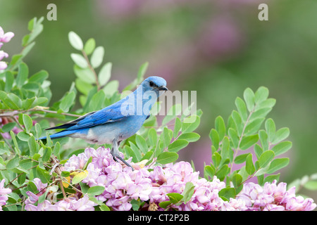 Montagne Bluebird perchée dans Rose Locust fleurs fleurs oiseau ornithologie nature Banque D'Images