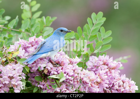 Montagne Bluebird perchée dans Rose Locust fleurs fleurs oiseau ornithologie nature Banque D'Images