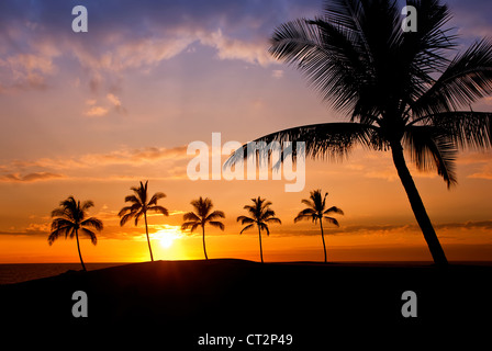 Hawaiian palm tree sunset sur Big Island Banque D'Images