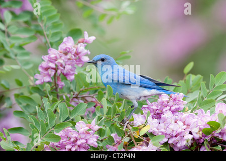 Montagne Bluebird perchée dans Rose Locust fleurs fleurs oiseau ornithologie nature Banque D'Images