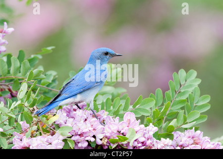 Montagne Bluebird perchée dans Rose Locust fleurs fleurs oiseau ornithologie nature Banque D'Images