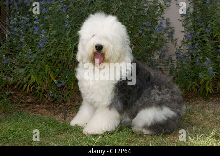 Old English Sheepdog assis Banque D'Images