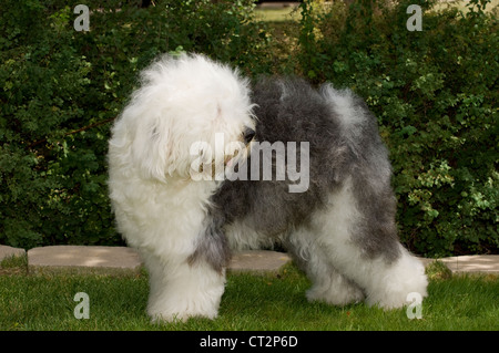 Old English Sheepdog debout dans l'herbe Banque D'Images