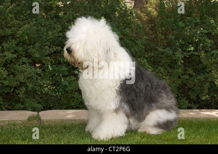 Old English Sheepdog assis Banque D'Images