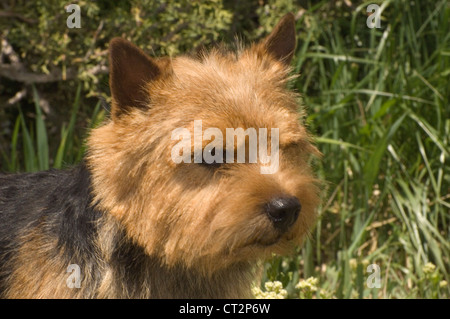 Terrier de Norwich-head shot Banque D'Images