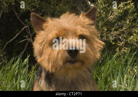 Terrier de Norwich-head shot Banque D'Images