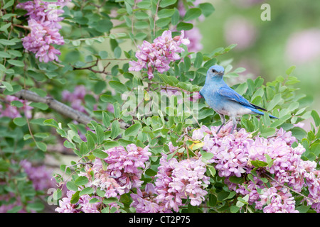 Montagne Bluebird perchée dans Rose Locust fleurs fleurs oiseau ornithologie nature Banque D'Images