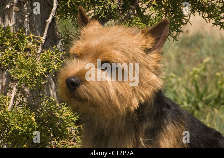 Terrier de Norwich-head shot Banque D'Images