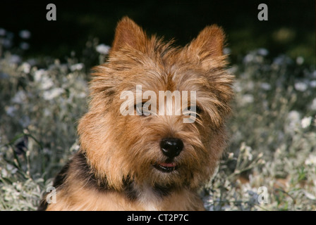 Terrier de Norwich-head shot Banque D'Images