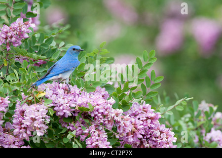 Montagne Bluebird perchée dans Rose Locust fleurs fleurs oiseau ornithologie nature Banque D'Images