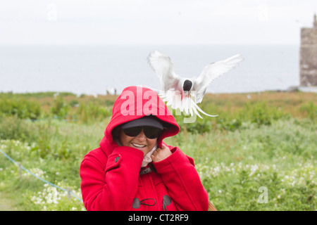 Comment vous protéger contre la sterne arctique sur l'intérieur une femme dans un Farne red coat capot Banque D'Images