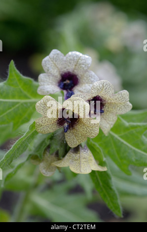 La jusquiame noire, Hyoscyamus niger, en fleurs, en Angleterre, juin Banque D'Images